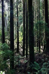 A lush forest scene with tall, moss-covered trees and dense undergrowth.