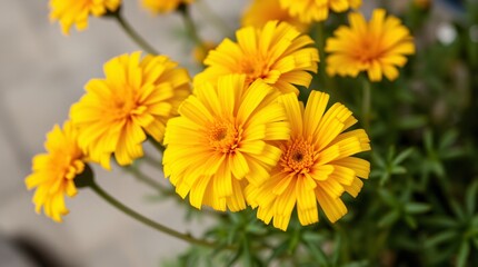 Naklejka premium Yellow flowers in full bloom, captured up close with vivid colors and textures, conveying freshness, beauty, and the essence of nature during the spring season.