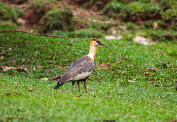 Naklejka premium grey crowned crane