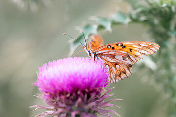 butterfly on flower