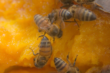 Macrophotography of bugs on an orange and sweet Mango