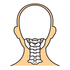 頭蓋骨　後　カラー