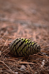 close up of a pine cone