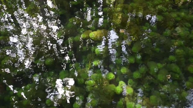 fish and algae in the water, Serene Tree Reflection in Calm Water 