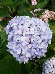 purple flowers,lilac, nature, spring, plant, purple, flowers, pink, blossom, garden, bloom, leaf,...