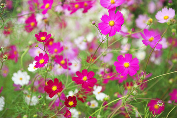 コスモス