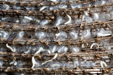 silkworm cocoon pupa pupae farm sericulture silk