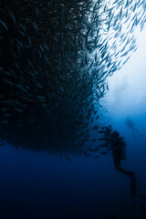 Baitball and Underwater Photographer