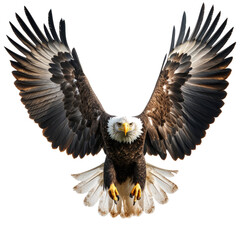 Obraz premium bald eagle isolated on white