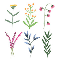 Flower and leaves set, watercolor style B.