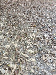 Dry leaves on the ground in the park, closeup of photo
