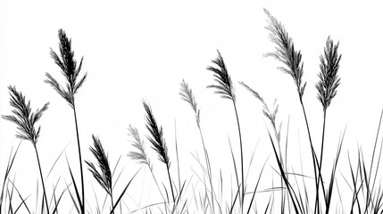 Reeds, etchings, thick line outlines, minimalism, letterpress printing, flat illustration, vintage, black and white, artistic, rich texture details, transparent background