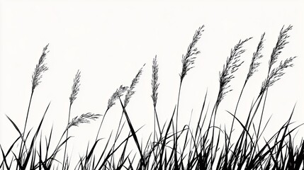 Reeds, etchings, thick line outlines, minimalism, letterpress printing, flat illustration, vintage, black and white, artistic, rich texture details, transparent background