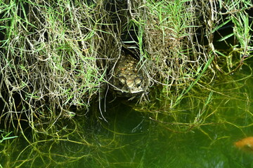 photo of a frog in a pond in the morning before noon
