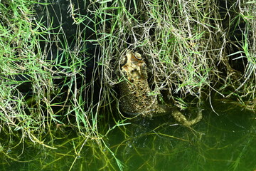 photo of a frog in a pond in the morning before noon
