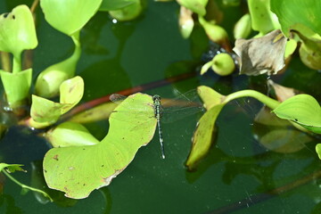 photo of a frog in a pond in the morning before noon
