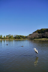 日本の横浜の冬の日本庭園。