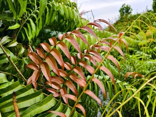 Kelakai plants (Stenochlaena Palustris) grow wild and abundantly in the tropical nature of Kalimantan © RMX IMG