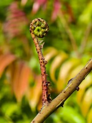 young kelakai plants that are still coiled © RMX IMG
