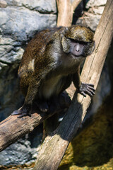 Obraz premium A monkey is sitting on a log in front of a rock