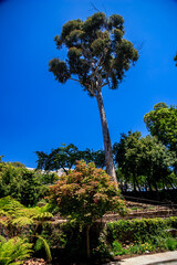 A large tree stands in a lush green garden with a clear blue sky above