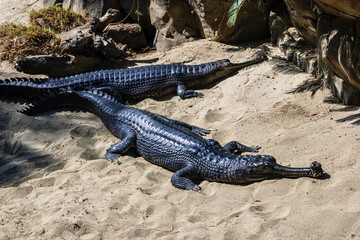 Two crocodiles laying on the sand