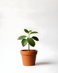 Fototapeta premium A small green plant in a terracotta pot against a plain background.