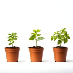 Fototapeta premium Three small potted plants with green leaves on a white background.