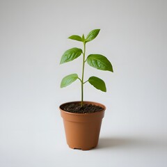 A small green plant growing in a brown pot on a plain background.