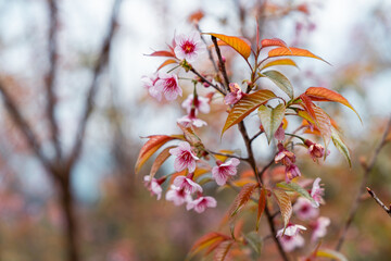 Red and yellow cherry blossoms blooming on a tree branch with leaves in a spring garden