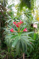 Oleander flowers that have not yet bloomed have a beautiful pink color.