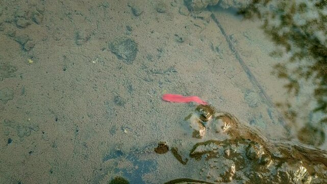 red ribbon worm in the water.