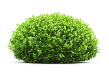 Naklejka premium Green bush isolated on white background