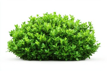 Fototapeta premium Green bush isolated on white background