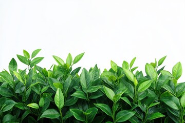 Obraz premium Green bush isolated on white background