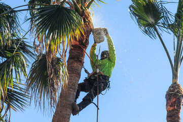 Arborist in safety gear trimming a tall palm tree, surrounded by falling debris and sunlight, showcasing professional tree maintenance against a clear blue sky © Eduardo Barraza