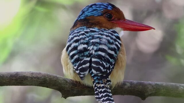 Nature wildlife image of Male Banded kingfisher (Lacedo pulchella) perching on tree branch-Vertical Footage
