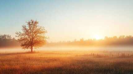 Fototapeta premium Fog lifting over a meadow at sunrise scenic landscape nature photography calm environment peaceful view
