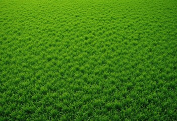 High-angle view of vibrant green grass field