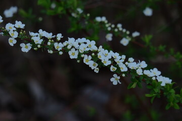 枝が曲線を描く