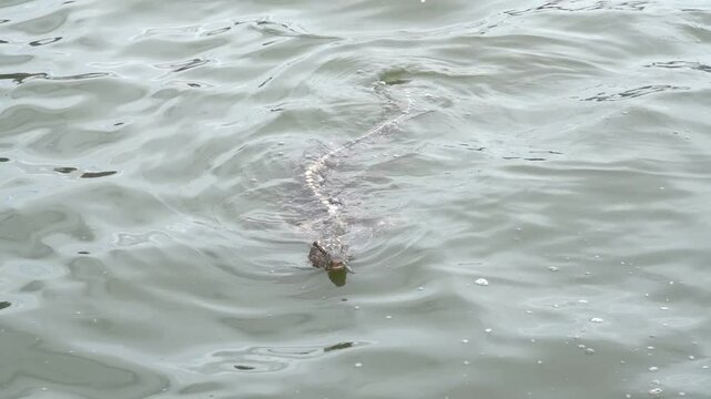 an goanna is swimming in the water from the park of Bangkok