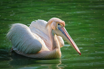 Close-Up of a Majestic Pelican in Natural Habitat. Pink-Feathered Pelican Swimming in Serene Lake