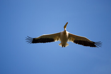 Graceful Pelican Soaring Through Clear Blue Sky. Soaring Pelican Showcasing Its Magnificent Wingspan