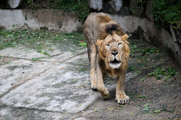 Male Lion Walking in Zoo Habitat with Closed Eyes. Close-Up of a Lion’s Intense Facial Expression