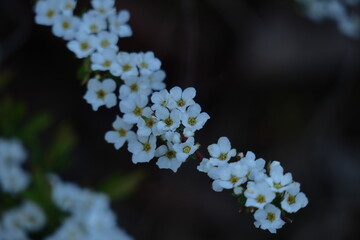 枝が曲線を描く