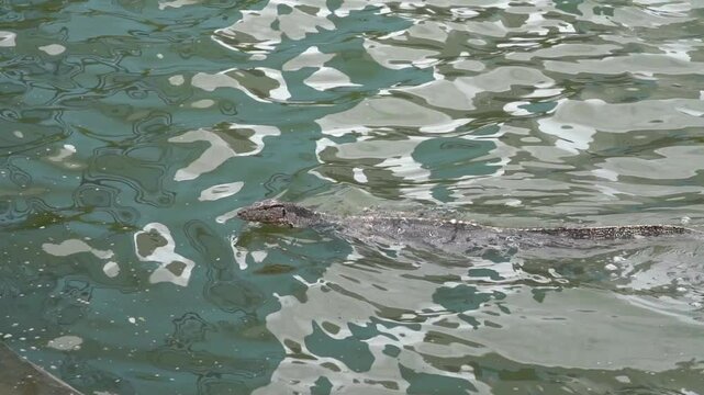 an goanna is swimming in the water from the park of Bangkok