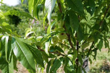 Close up green apple tree in garden park