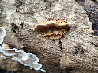 Mushrooms on dry wood, Shaped like half a plate. Wood fungus or ear fungus. Polyporus Trametes...