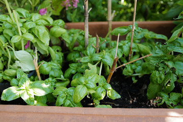 Close up Italian basil plant also known as Large leaf sweet basil, native to Europe where it has been cultivated for centuries as a fresh and dried culinary herb