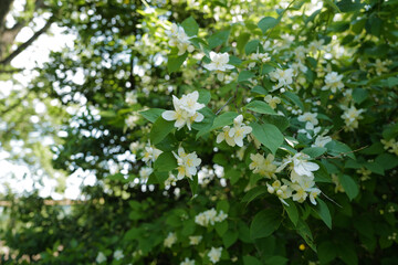 Close up blooming white flower plant in natural green garden park